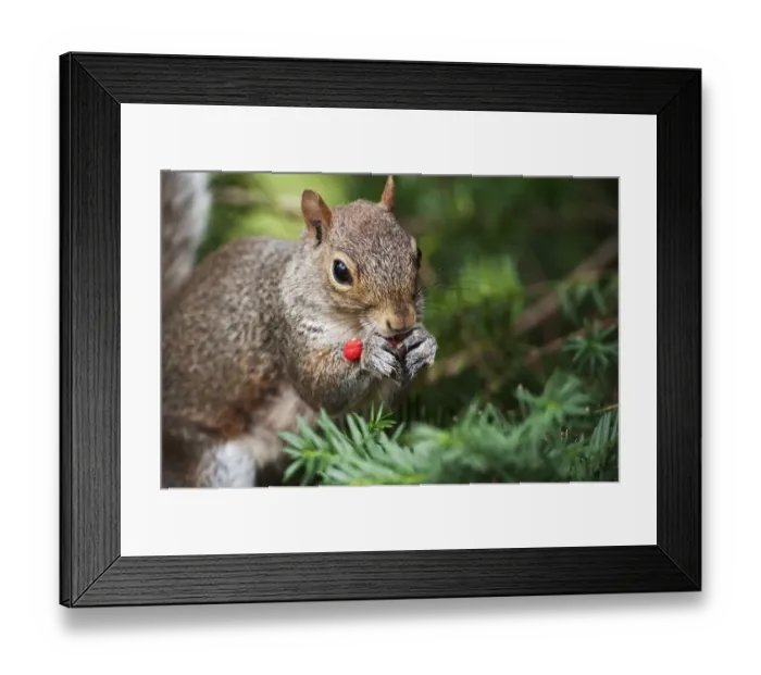 Framed Print : Gray squirrel foraging on yew berries Framed Print : Gray squirrel foraging on yew berries