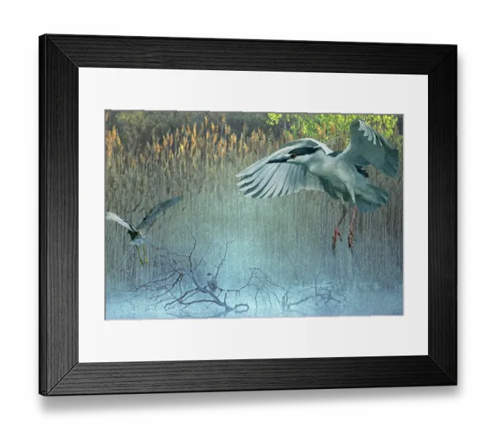 Framed Print : Morning flight back-crowned night herons at pond Framed Print : Morning flight back-crowned night herons at pond