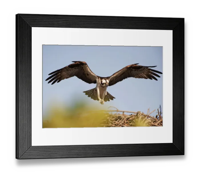 Framed Print : Osprey descending on nest Framed Print : Osprey descending on nest