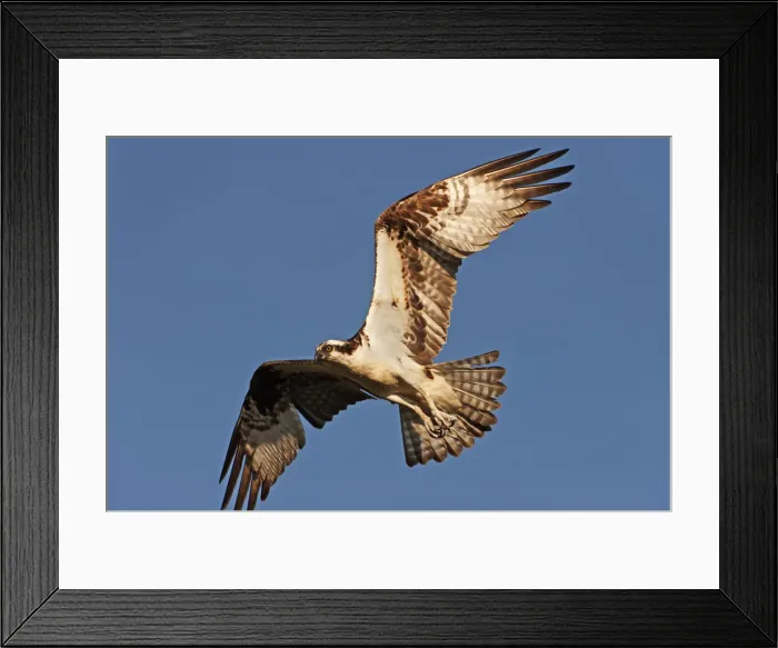 Framed Print : Osprey in flight Framed Print : Osprey in flight