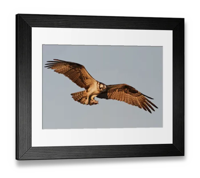 Framed Print : Osprey ready to land Framed Print : Osprey ready to land