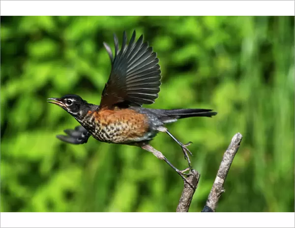 Fledgling American robin in flight