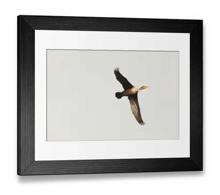 Framed Print : Double crested cormorant in flight