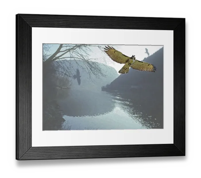 Framed Print : Raptor flight at Delaware Water Gap NRA Framed Print : Raptor flight at Delaware Water Gap NRA