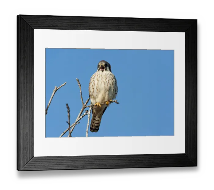 Framed Print : American kestrel vocalizing Framed Print : American kestrel vocalizing