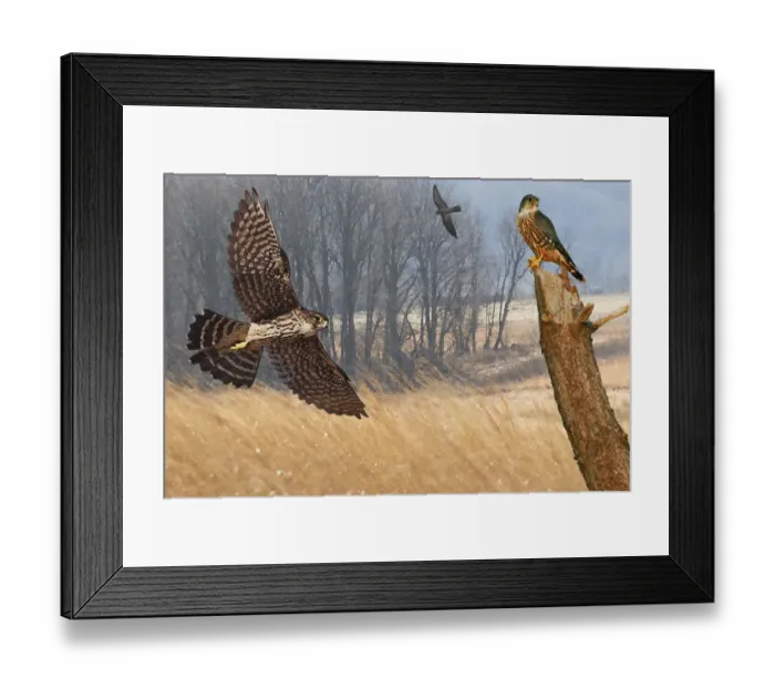 Framed Print : Merlin falcons hunting during autumn migration Framed Print : Merlin falcons hunting during autumn migration