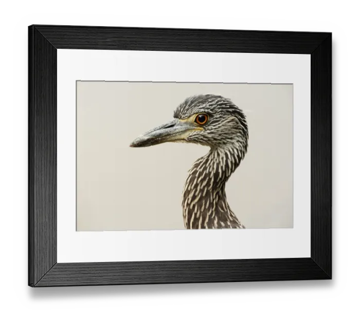 Framed Print : Yellow-crowned night heron portrait