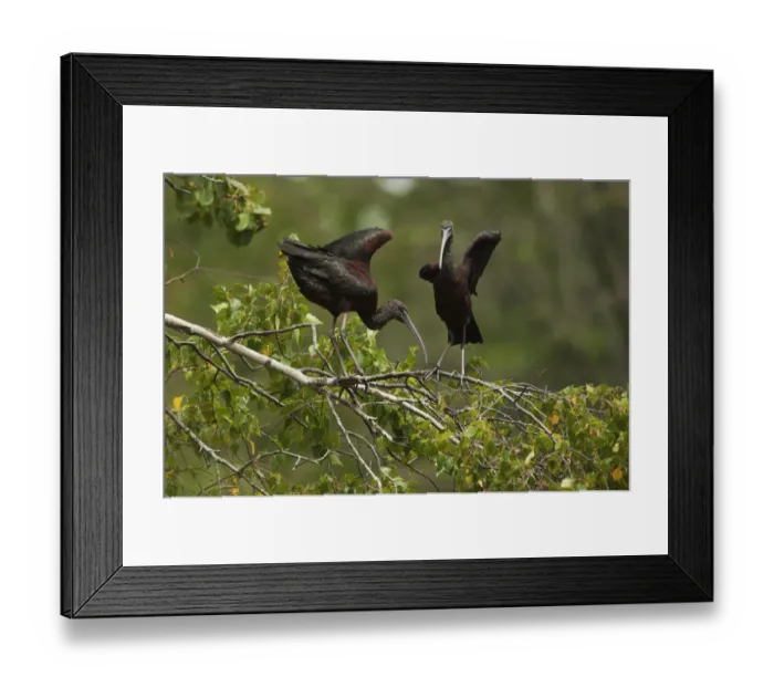 Framed Print : Glossy ibis balancing on branch