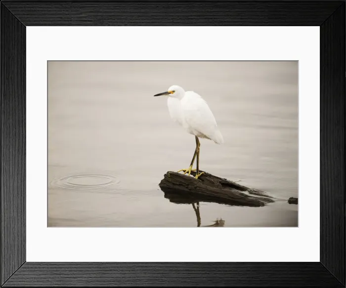 Framed Print : Snowy egret at pond Framed Print : Snowy egret at pond