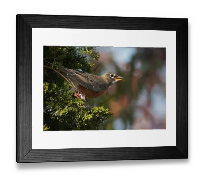 Framed Print : American robin in juniper Framed Print : American robin in juniper