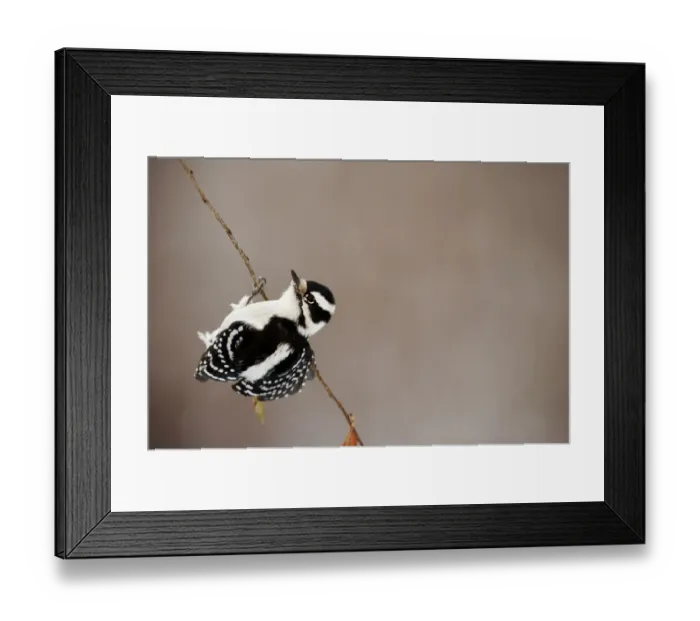 Framed Print : Female downy woodpecker balancing Framed Print : Female downy woodpecker balancing