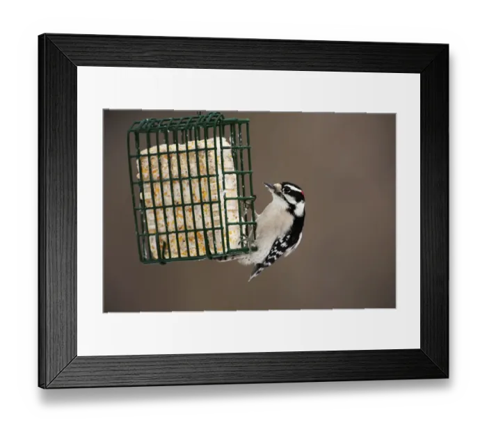 Framed Print : Male downy woodpecker at suet feeder Framed Print : Male downy woodpecker at suet feeder