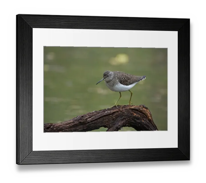 Framed Print : Solitary Sandpiper in spring Framed Print : Solitary Sandpiper in spring