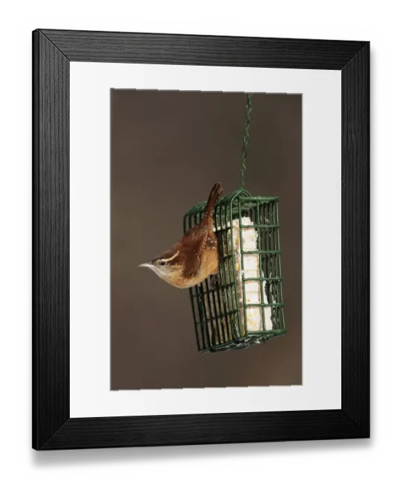 Framed Print : Carolina wren at suet feeder Framed Print : Carolina wren at suet feeder