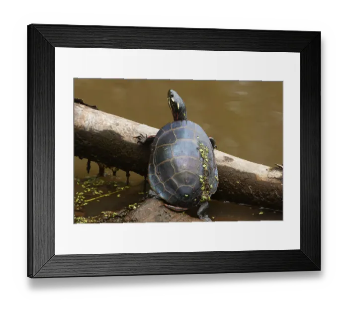 Framed Print : Painted turtle on summer pond Framed Print : Painted turtle on summer pond