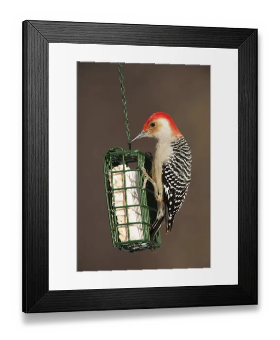 Framed Print : Red-bellied woodpecker at suet feeder