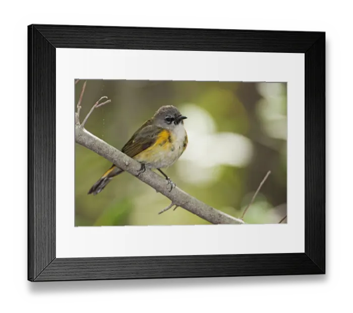Framed Print : Juvenile male American Redstart Framed Print : Juvenile male American Redstart