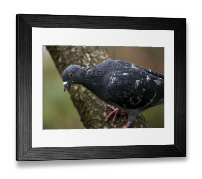 Framed Print : Rock dove on tree limb Framed Print : Rock dove on tree limb