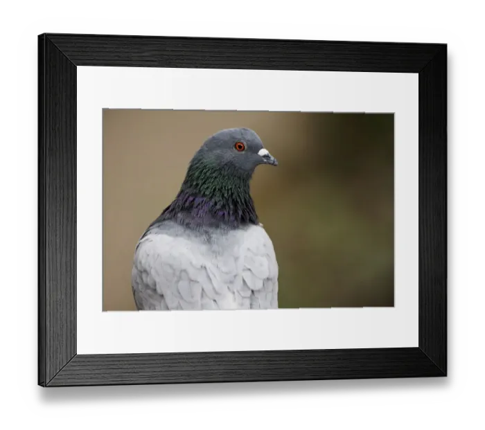 Framed Print : Rock dove up close Framed Print : Rock dove up close