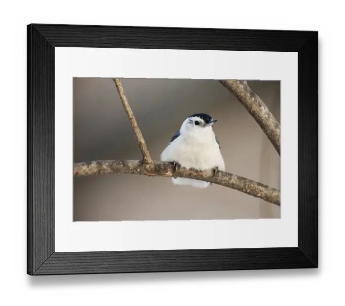 Framed Print : White-breasted nuthatch Framed Print : White-breasted nuthatch