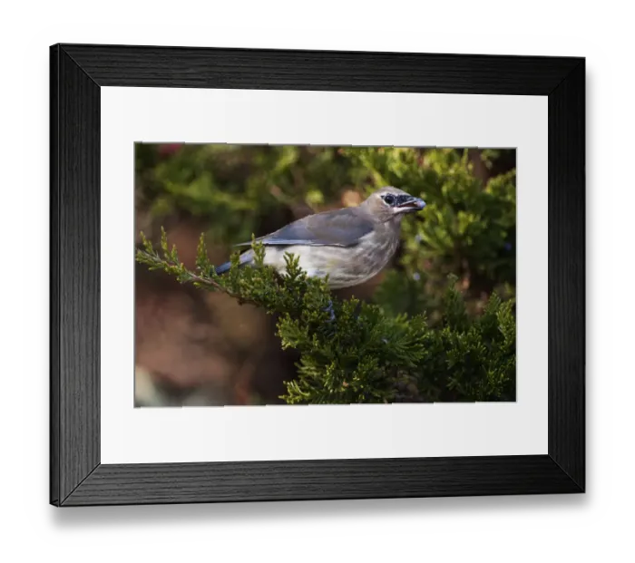Framed Print : Juvenile cedar waxwing with juniper berry Framed Print : Juvenile cedar waxwing with juniper berry