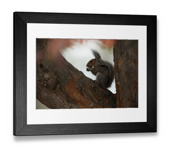 Framed Print : Grey squirrel in tree Framed Print : Grey squirrel in tree