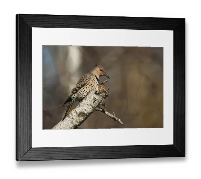 Framed Print : Female Northern flicker in late October Framed Print : Female Northern flicker in late October