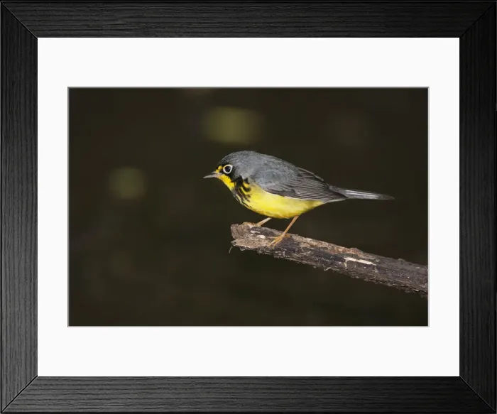 Framed Print : Canada Warbler in spring plumage Framed Print : Canada Warbler in spring plumage