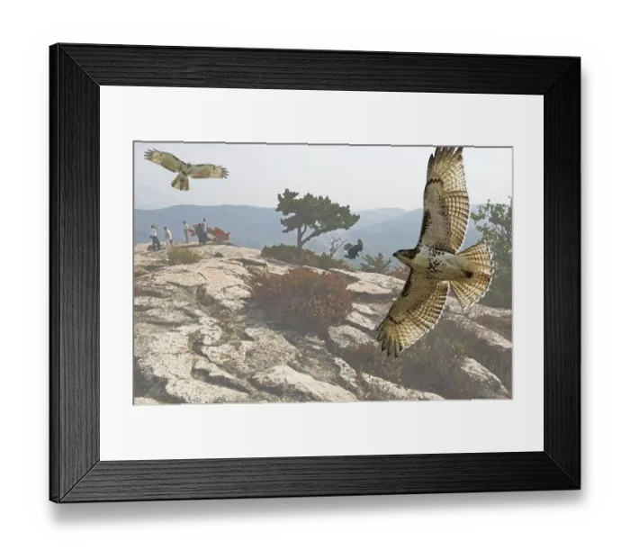 Framed Print : Soaring red-tailed hawks at summit