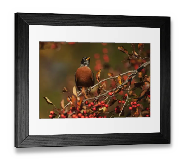 Framed Print : American robin perched in crab apple Framed Print : American robin perched in crab apple