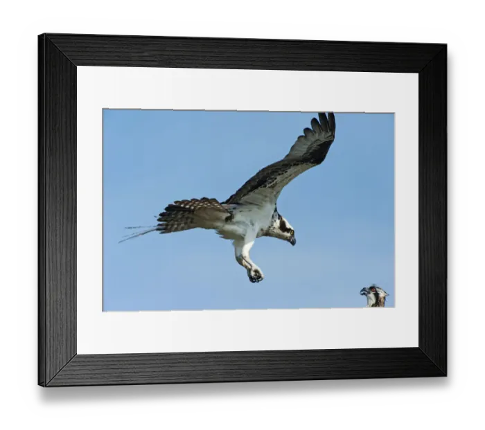 Framed Print : Osprey ready to land Framed Print : Osprey ready to land