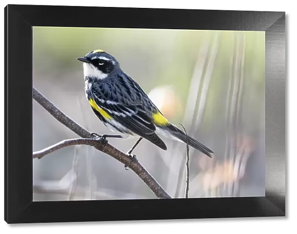 Male yellow-rumped warbler in spring migration