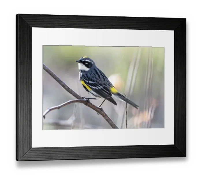 Framed Print : Male yellow-rumped warbler in spring migration