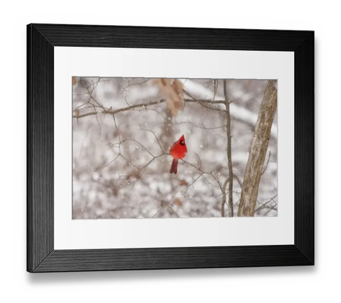 Framed Print : Northern cardinal in snow storm Framed Print : Northern cardinal in snow storm
