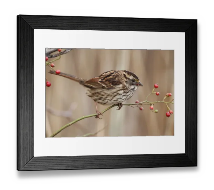 Framed Print : White-throated sparrow in fall Framed Print : White-throated sparrow in fall