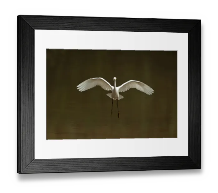 Framed Print : Snowy egret landing on pond Framed Print : Snowy egret landing on pond