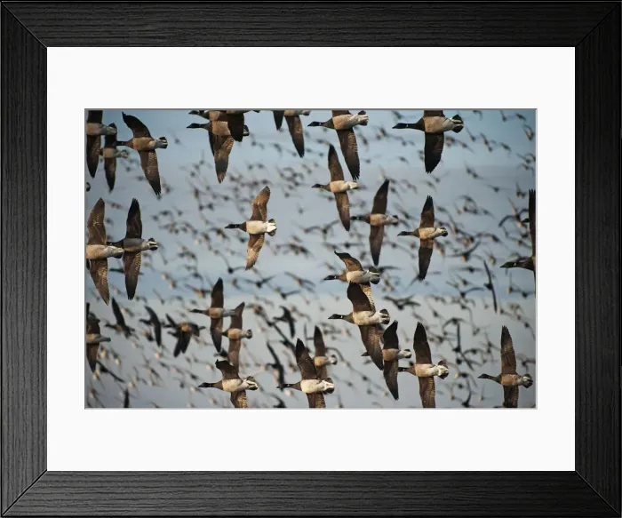 Framed Print : Large flock of brant geese in flight Framed Print : Large flock of brant geese in flight