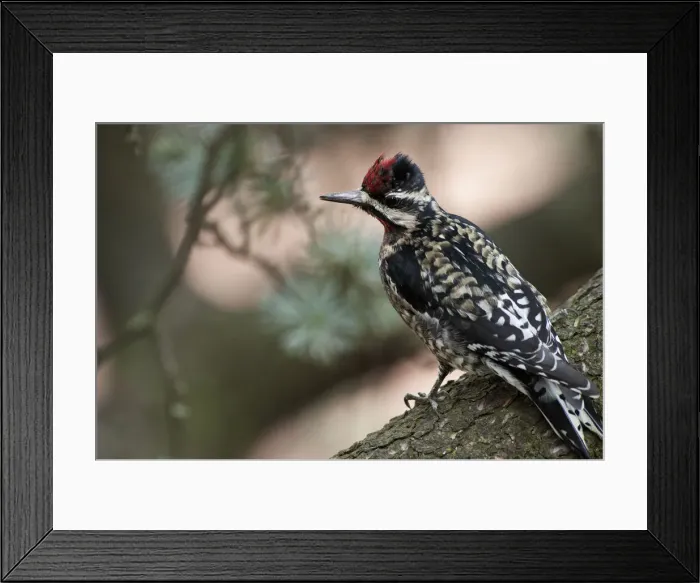 Framed Print : Yellow-bellied sapsucker on tree limb Framed Print : Yellow-bellied sapsucker on tree limb