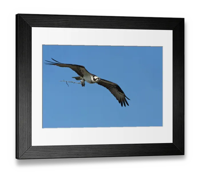 Framed Print : Osprey in flight with nesting material Framed Print : Osprey in flight with nesting material