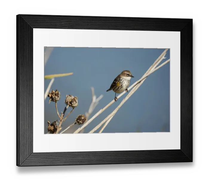 Framed Print : Yellow-rumped warbler in fall migration Framed Print : Yellow-rumped warbler in fall migration