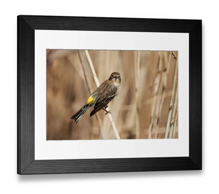 Framed Print : Yellow-rumped warbler in fall Framed Print : Yellow-rumped warbler in fall