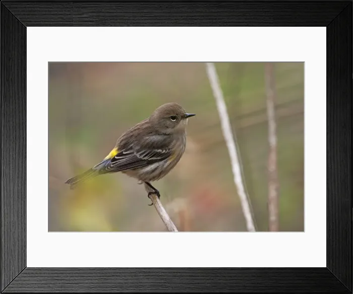 Framed Print : Yellow-rumped warbler in autumn Framed Print : Yellow-rumped warbler in autumn