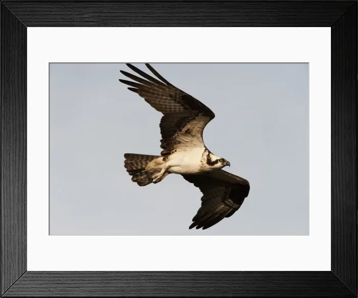 Framed Print : Osprey in flight Framed Print : Osprey in flight