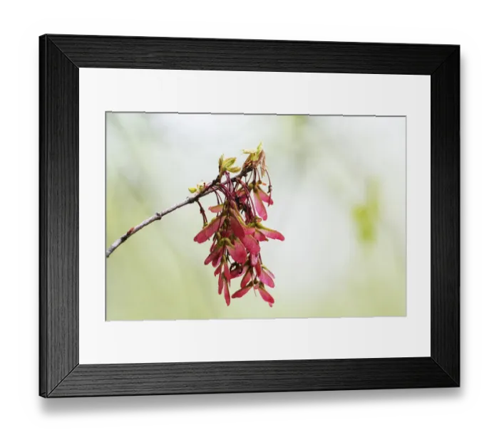Framed Print : Swamp maple samaras in spring
