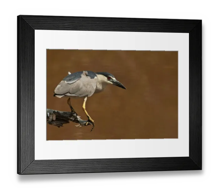 Framed Print : Black-crowned night heron in mid summer Framed Print : Black-crowned night heron in mid summer