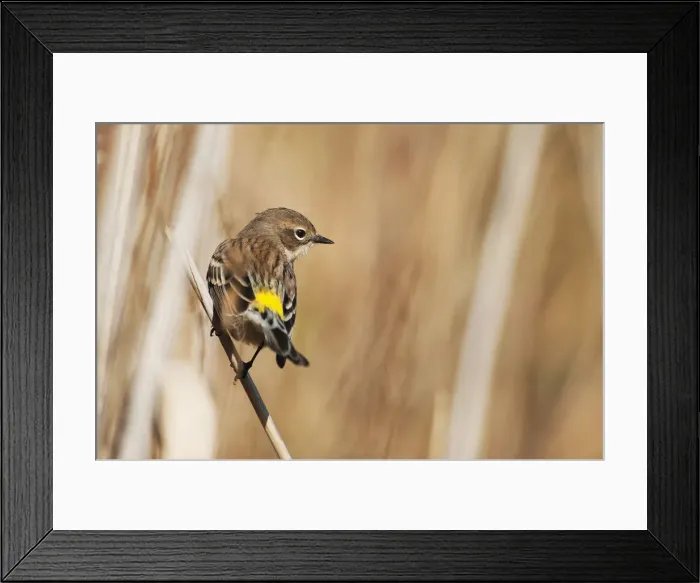 Framed Print : Yellow-rumped warbler in autumn migration Framed Print : Yellow-rumped warbler in autumn migration