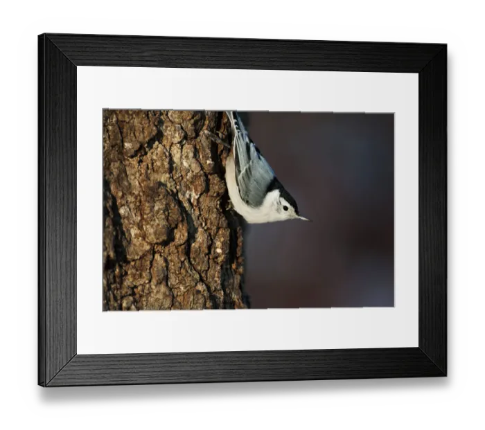 Framed Print : White-breasted nuthatch in late autumn Framed Print : White-breasted nuthatch in late autumn