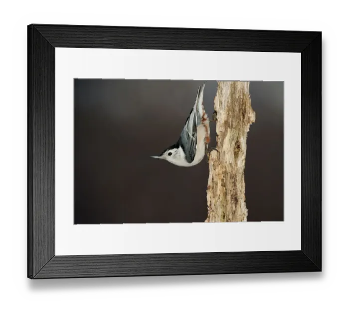 Framed Print : White-breasted nuthatch in classic pose Framed Print : White-breasted nuthatch in classic pose
