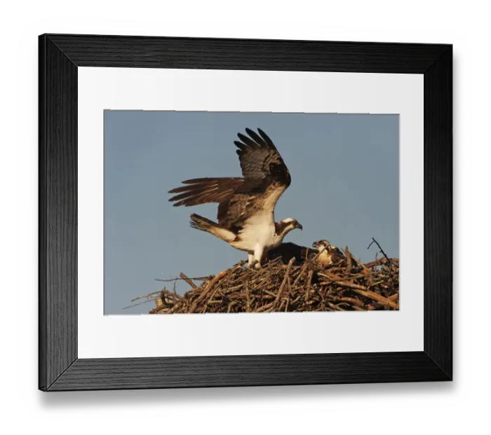 Framed Print : Adult osprey and young Framed Print : Adult osprey and young
