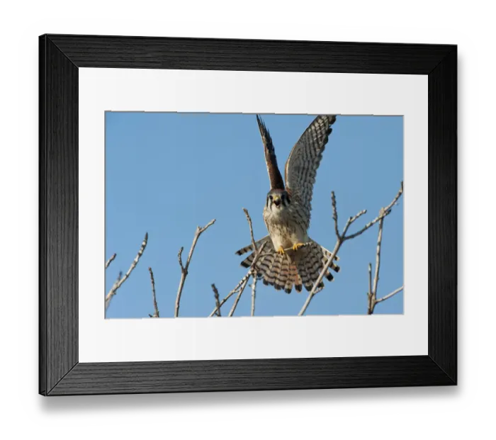 Framed Print : American kestrel ready to fly Framed Print : American kestrel ready to fly